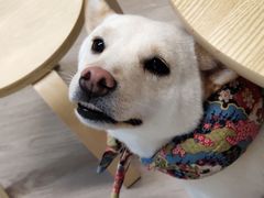 -柴迷FANS CLUB·柴犬狗咖·猫咖