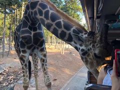 -清迈夜间动物园