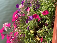 -深圳仙湖植物园-停车场