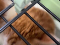 -宠福鑫康馨动物医院·骨科·眼科