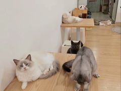 -有喵·猫咖·狗咖·30几只猫10只小狗(岗厦店)