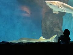 -多彩贵州城极地海洋世界