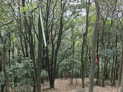 -黄埔油麻山森林公园
