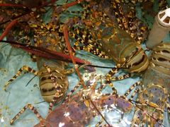 -渔民新村(番禺总店)