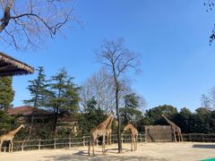 -上海野生动物园