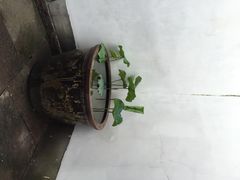 iphone_upload_pic-宁波茶文化博物院