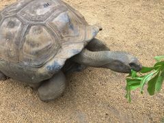 -西沃古尔·拉姆古兰爵士国际机场