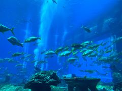 -亚特兰蒂斯•OSSIANO奥西亚诺海底餐厅