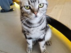 -CAT’S MEWSTAR CAFE·喵星球猫屋(晴湾咖啡店)