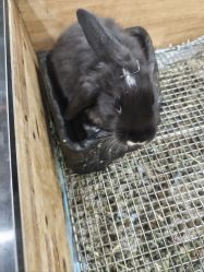 -神奇动物撸宠馆·羊驼·小浣熊·异宠(豫园店)