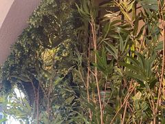 -野妹经典火锅(民治店)