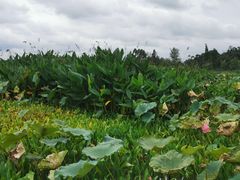 -三圣花乡旅游区