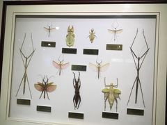 -上海昆虫博物馆