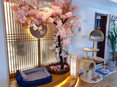 -猫小主咖啡·猫咖cat cafe(福田店)