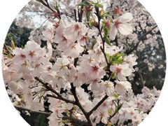 -武汉大学-樱园