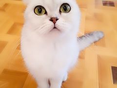 -MOYOYO猫咪咖啡店