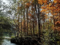 -桤木河湿地公园