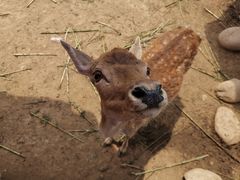 -西安秦岭野生动物园