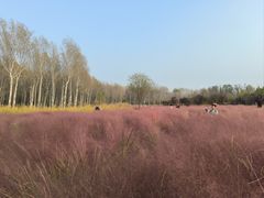 -东郊湿地公园