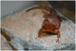 -Zoolung Zoolung动物主题公园(海信广场店)