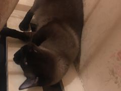 -吱咖啡西式简餐