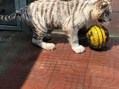 -西霞口神雕山野生动物世界