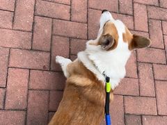 -爱诺耐芙动物医院(万博店)