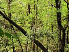 -番禺大夫山森林公园