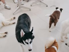 -共舞时光猫咖·狗咖(新街口店)