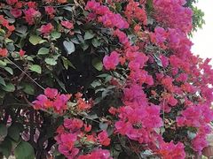 -云溪植物园