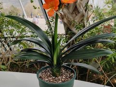 -北京植物园-展览温室