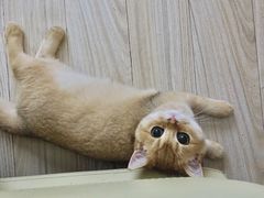 -东方名猫馆·英短金渐层布偶猫舍(环线广场1号楼店)