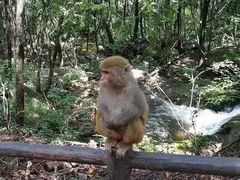 -内乡宝天曼生态旅游区