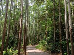 -黄埔油麻山森林公园