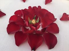 -梧桐