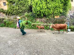 -杨家堂村