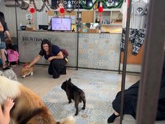 -Dog in Town Ekkamai