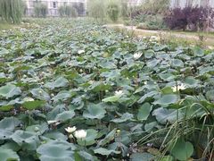 android_upload_pic-稻香湖景酒店