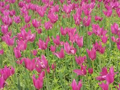 -长春公园(普阳街道)