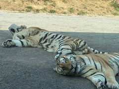 -大连森林动物园