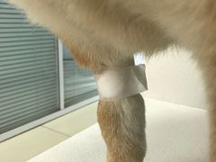 -纳吉亚猫专科动物诊疗中心(蒋宅口分院)