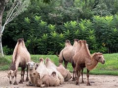 -北京野生动物园