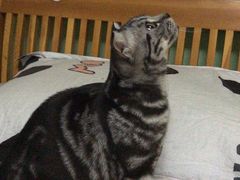 -瑞派长江宠物医院·猫科·外科·24小时夜护(谊城公寓分院)