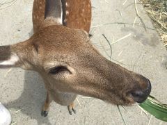-鹿境梅花鹿生态园区