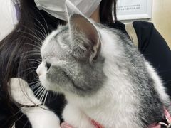-瑞鹏宠物医院·猫科·宠保定点(梅溪湖分院)