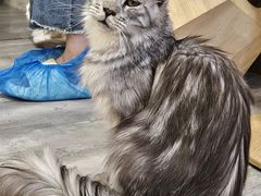 -楼上猫咖(罗湖店)