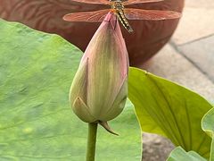 -莲花池公园