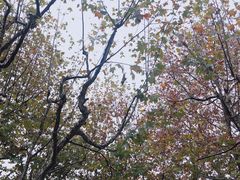 -西湖外事游船(湖滨二公园外事游船码头)