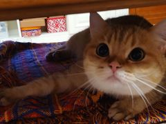 -贝康宠物医院·犬猫全科·小动物特色诊疗中心(东环路店)