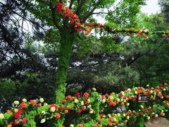 -王莽岭风景区